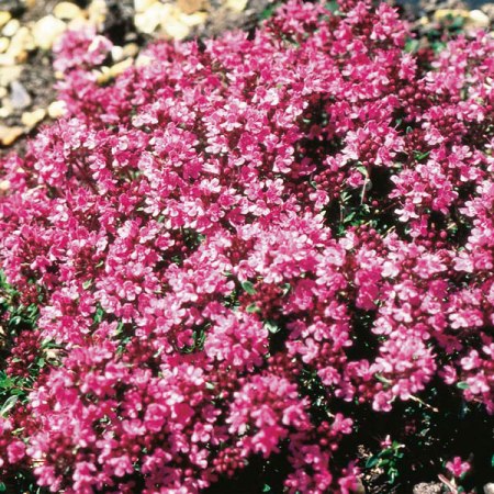 Thyme Red Natural Blend Essential Oil 3